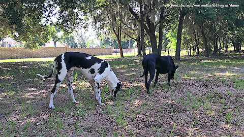 Grazing Great Danes Enjoy Their Morning Walk at Casa Bella Estate