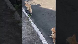 Mamãe gato procurando comida para seus gatinhos #shorts