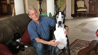 Happy Senior Great Dane Plays Catch and Gives Kisses