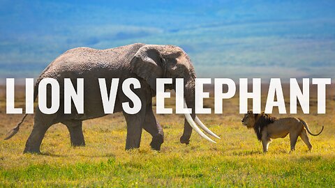 Battle: Lion vs. Elephant in the Wild
