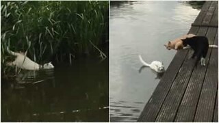 Katt simmar över flod för att leka med sina vänner!