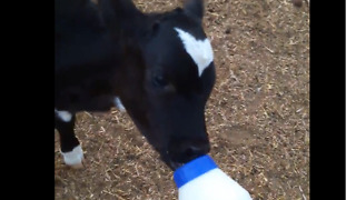 cute baby newborn calf drinking milk with feeding bottle