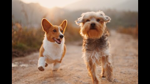 Cute kitten became a friend of the cute dog - funny friendship