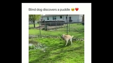 Blind Dog Discovers a Puddle - This will make you smile !!