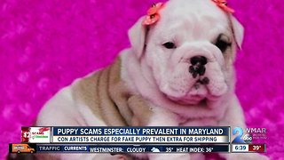 12 Scams of Christmas: Puppy scams