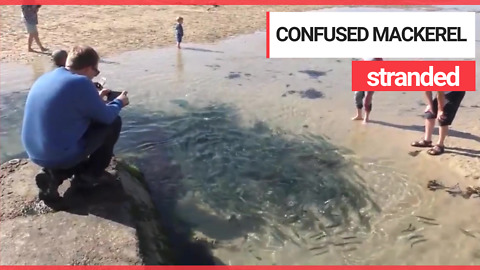 Hundreds of mackerel are stranded on a british beach after getting caught out by the tide