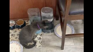 Cat loves water and spreads it everywhere