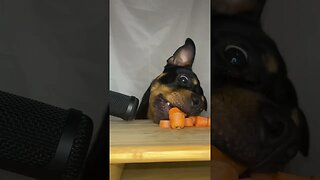 Rottweiler ASMR #shorts #short #viral #asmr #subscribe