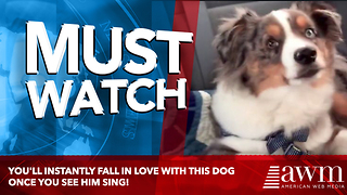 You'll Instantly Fall In Love With This Dog Once You See Him Sing!