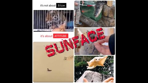 Animals Videos Collections