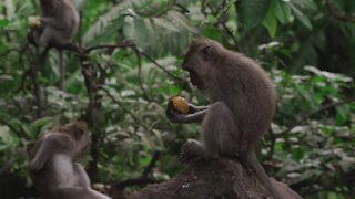 A little monkey eat fruit