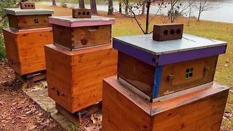 A quick walk around the apiary on a cold day. #bees #autumn #lakelife #beekeeping #chickens