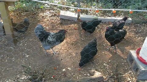 30 seconds of chickens part 33 eating cherry tomatoes from our garden