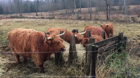 Cow update - Q&A - cattle breed, fences, names, cross breeding