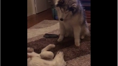 Alaskan Malamute & puppy talk to each other