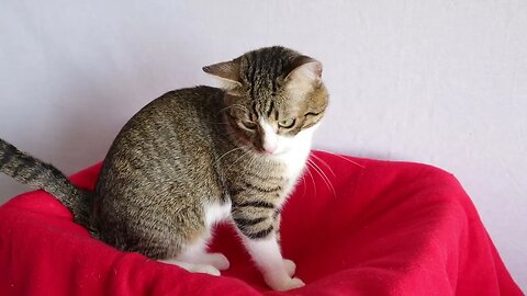 Cute Tabby Cat Looks up