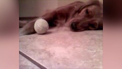 "Bored Golden Retriever Plays with Pong Pong Ball"