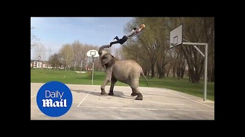 Animal trainer does impressive slam dunk off the trunk of an elephant - Daily Mail