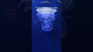 Jellyfish