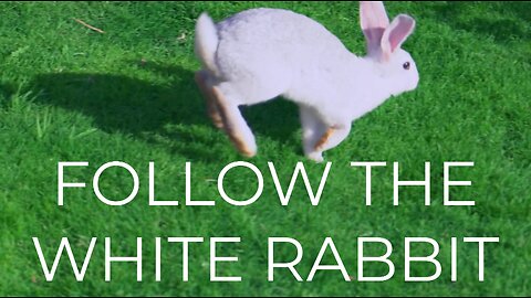 episode 1, white rabbit