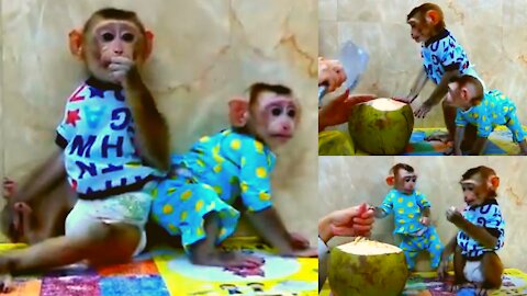 Babys Animated Monkeys, Animal Post, Kids Video