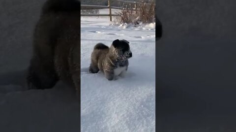 dog playing in snow || funny dog 🐕 || videos cute animals 🐶