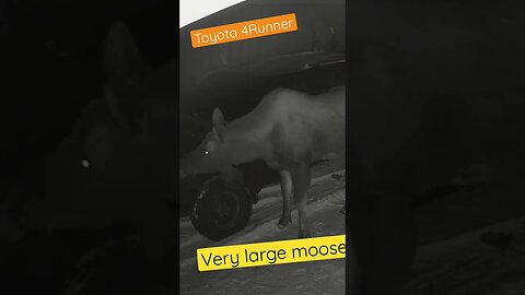 Very large moose next to Toyota 4Runner