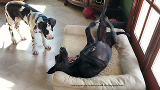 Funny Puppy is Determined To Play with Sleepy Great Dane