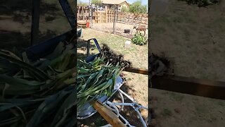 50 Garlic plants harvested!