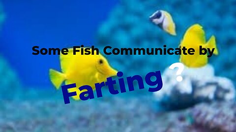 Some Fish Communicate by Farting?