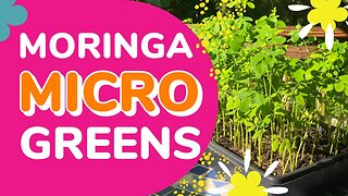 Discover Moringa Microgreens and the Amazing Benefits of Sprouting on Your Tabletop