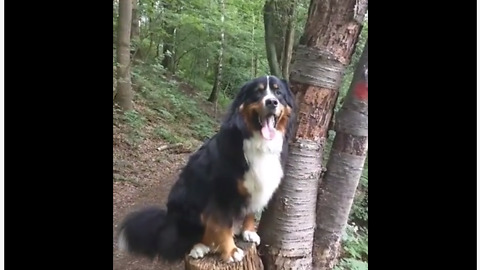 Bernese Mountain Dog thinks he's a model