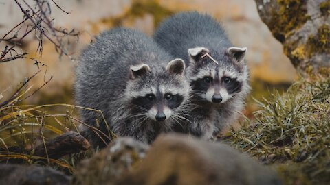 Mother Raccoons are Amazing - Incredible Footage!