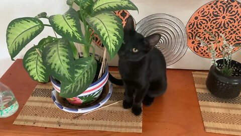 I Caught Kitten Destroying Plant, Pretends Like Nothing Happened 😼