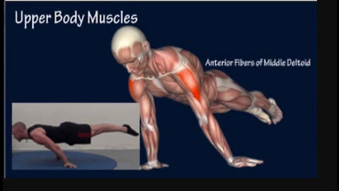 How to Planche Progression Muscle Anatomy Training Program EasyFlexibility