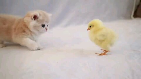 kittens_walk__witha_tiny_Chicken(48...