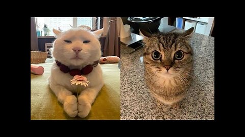 Try Not To Laugh 🤣 New Funny Cats Video 😹 - Just Cats Part