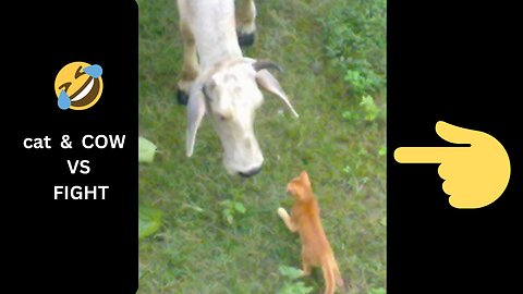 🤔Funny video😆 Billy & gaay -- cat vs cow fight