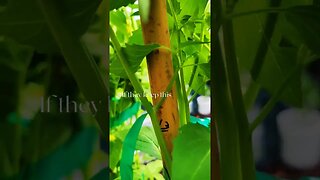 Electroculture update...the growth of the tomatillos in the Pixie's Potager. #electroculture #garden