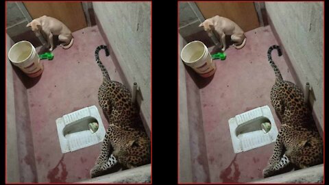 How a dog survived night in a toilet with leopard in Karnataka