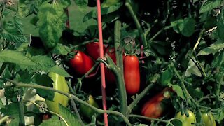 MELINDA'S GARDEN MOMENT - HARVESTING YOUR GARDEN