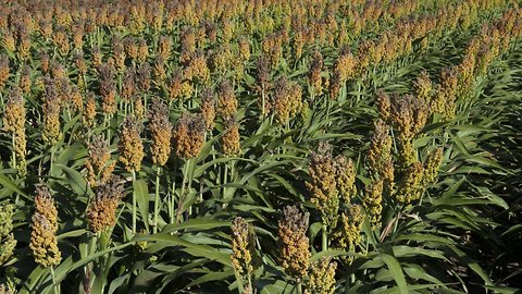 China Slaps 179 Percent Import Charge On US Sorghum