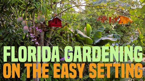 You CAN do this in Your Own Tiny Backyard! (Touring A 12-YEAR-OLD Florida Food Forest)