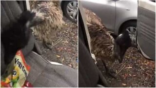 Emu steals food like a pro