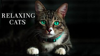 Adorable Cats Cute Kittens & Relaxing - Piano Music For Stress Relief