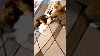 Cat Fight - Playing Cats