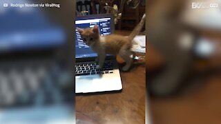 Kitten fails high five and falls off table