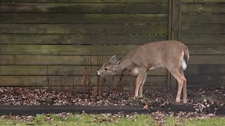 Deer in the backyard 2 - January '23