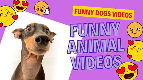 Funniest Animals / Best Of Funny Animal # partie 1