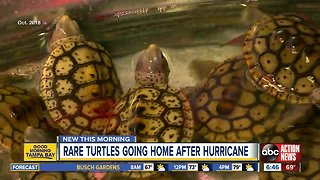 Turtle hatchings released after tangled in seaweed in hurricane